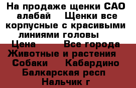 На продаже щенки САО (алабай ). Щенки все корпусные с красивыми линиями головы . › Цена ­ 30 - Все города Животные и растения » Собаки   . Кабардино-Балкарская респ.,Нальчик г.